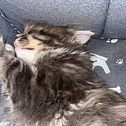 Baltazar participe au concours pour gagner de l'argent avec cette photo : kitten, sleeping, furry, tabby, pet_bed, cozy, close_up, animal, whiskers, ears, soft, resting, cute, domestic_cat, fur, sleep, relaxation, indoors, young_animal, paw_prints