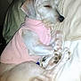 Kirra is registered to the contest to win money with this photo: dog, sleeping, pet, pink_shirt, bed, paws, cozy, animal, resting, fur, cute, domestic_animal, canine, indoors, blanket, relaxing, mammal, nap, companion, adorable