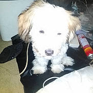 Kirra joined the competition — help win amazing prizes! puppy, dog, overexposed, indoor, clutter, black_surface, white_fur, brown_ears, floor, shoe, can, cord, electronic_device, pet, cute, small_dog, furry, animal, household, blur