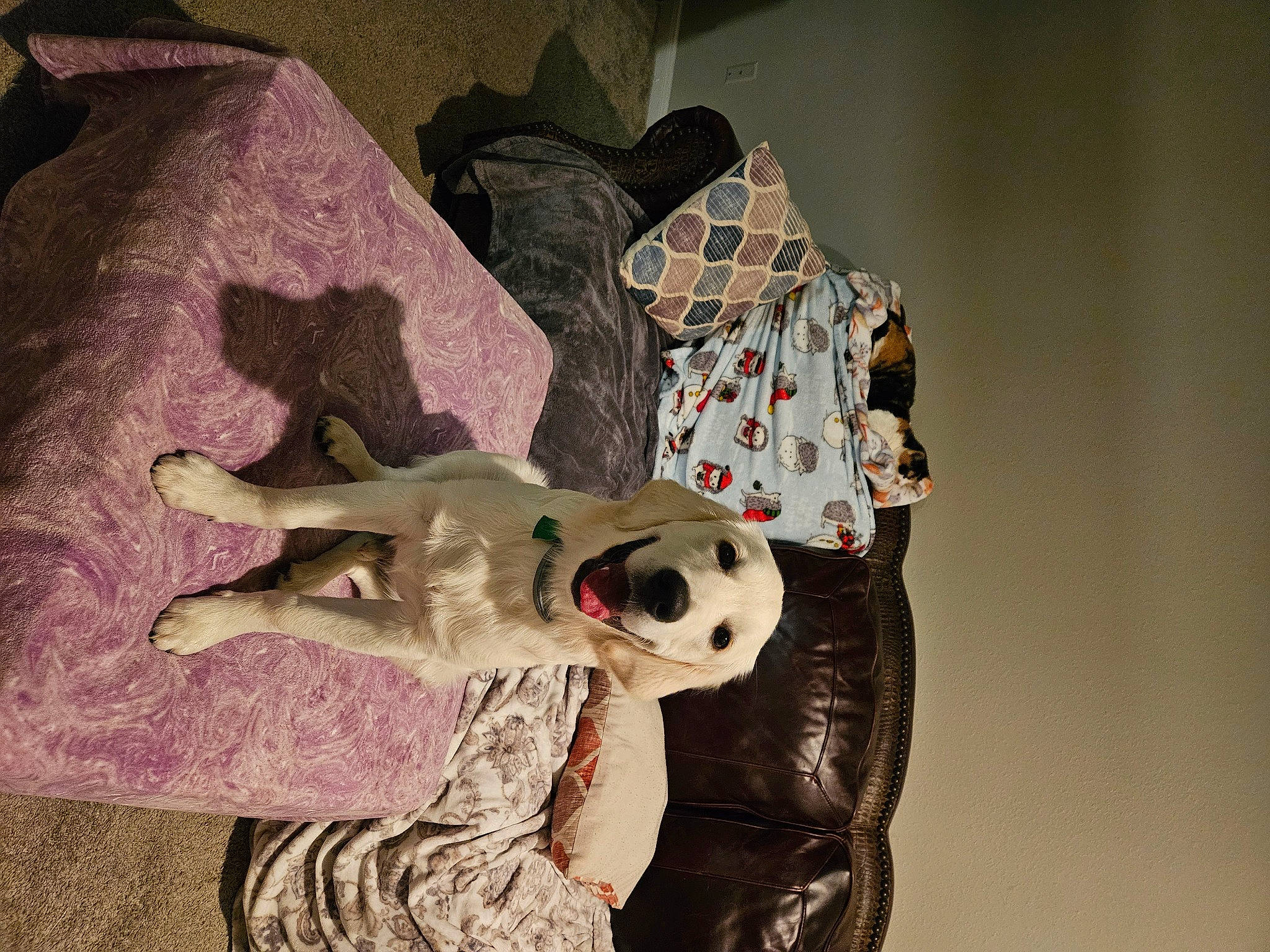 Thor is registered to the contest to win money with this photo: art, canidae, carnivore, comfort, companion_dog, dalmatian, dog, dog_breed, eyewear, fawn, felidae, fur, pattern, plush, small_to_medium_sized_cats, sporting_group, stuffed_toy, sunglasses, textile, toy