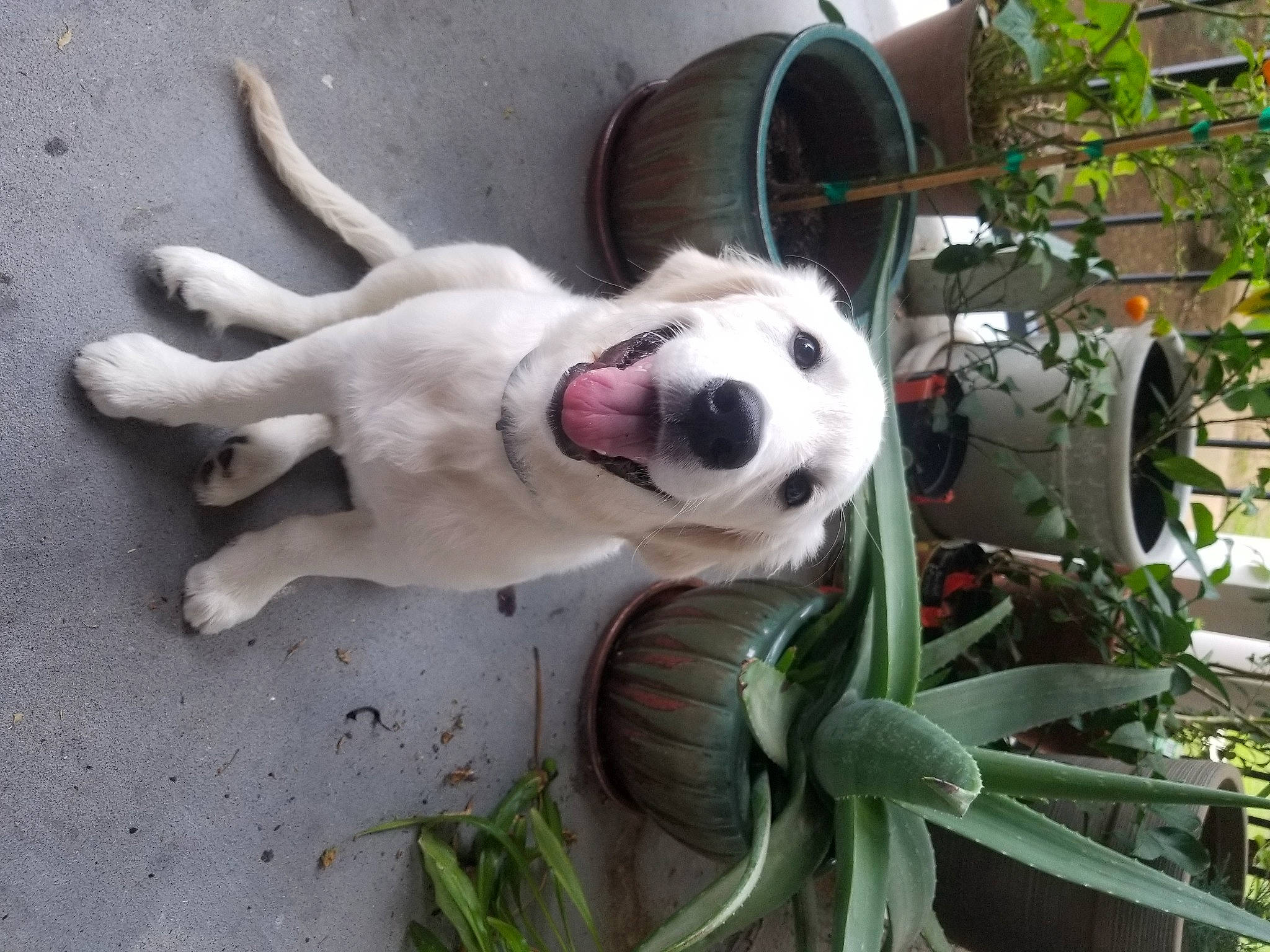 Thor joined the competition — help win amazing prizes! ancient_dog_breeds, ball, canidae, carnivore, collar, companion_dog, dog, dog_breed, dog_collar, dog_supply, fawn, grass, guard_dog, non_sporting_group, paw, plant, snout, sporting_group, working_animal, working_dog