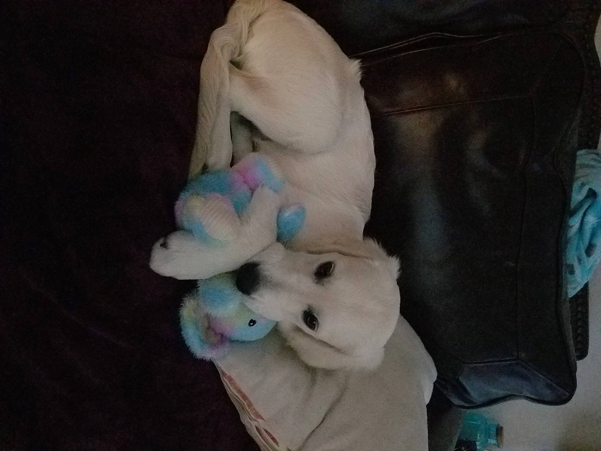 Thor joined the competition — help win amazing prizes! baby_products, baby_toys, bag, canidae, comfort, companion_dog, dog_breed, fawn, fur, linens, pet_supply, plush, room, sporting_group, stuffed_toy, tail, textile, toy, wool, wrist