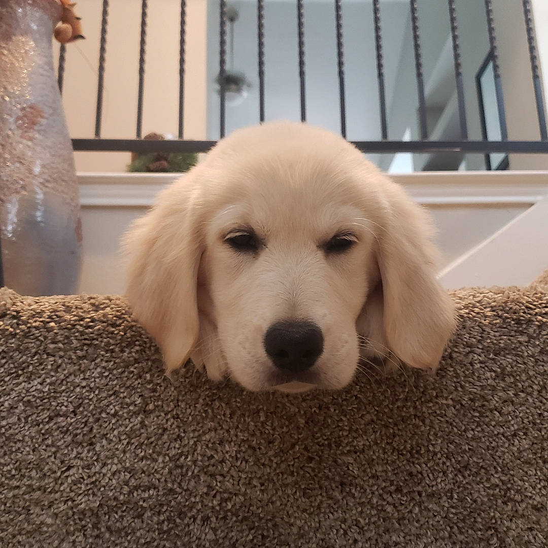 Thor joined the competition — help win amazing prizes! canidae, carnivore, comfort, companion_dog, dog, dog_breed, eye, fawn, floor, flooring, fur, pet_supply, plant, snout, sporting_group, tail, terrestrial_animal, whiskers, wood, working_animal