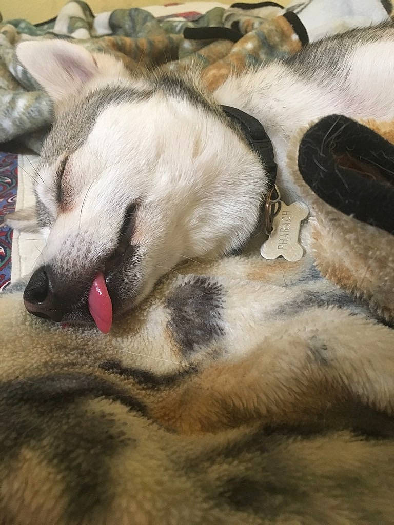 Pharaoh is registered to the contest to win money with this photo: canidae, carnivore, claw, comfort, companion_dog, dog, dog_breed, fang, fawn, felidae, foot, fur, nap, paw, small_to_medium_sized_cats, snout, tail, terrestrial_animal, whiskers, wildlife