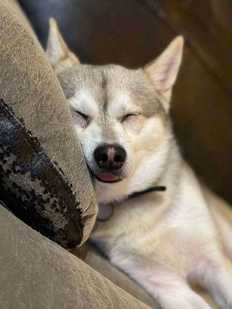 Pharaoh is registered to the contest to win money with this photo: ancient_dog_breeds, art, canidae, carnivore, claw, companion_dog, dog, dog_breed, fawn, foot, fur, non_sporting_group, snout, sporting_group, tail, terrestrial_animal, whiskers, wildlife, working_animal, working_dog