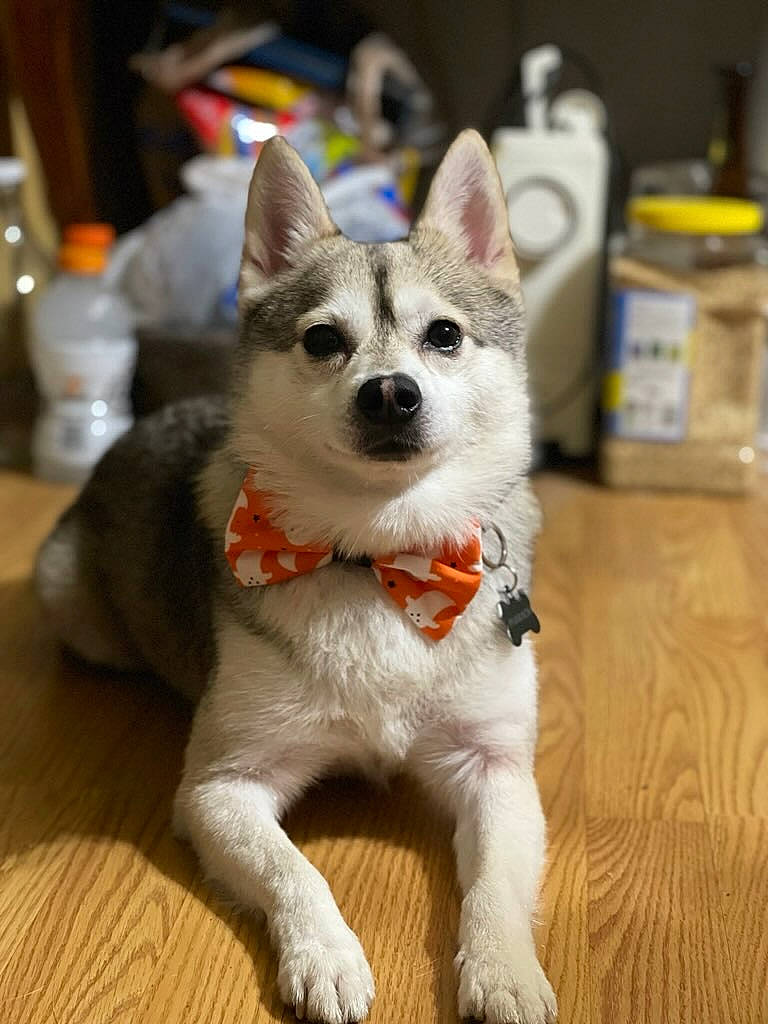 Pharaoh is registered to the contest to win money with this photo: canidae, carnivore, companion_dog, dog, dog_breed, dog_supply, felidae, flooring, fur, hardwood, non_sporting_group, paw, puppy, snout, sporting_group, tail, terrestrial_animal, whiskers, wood, working_animal