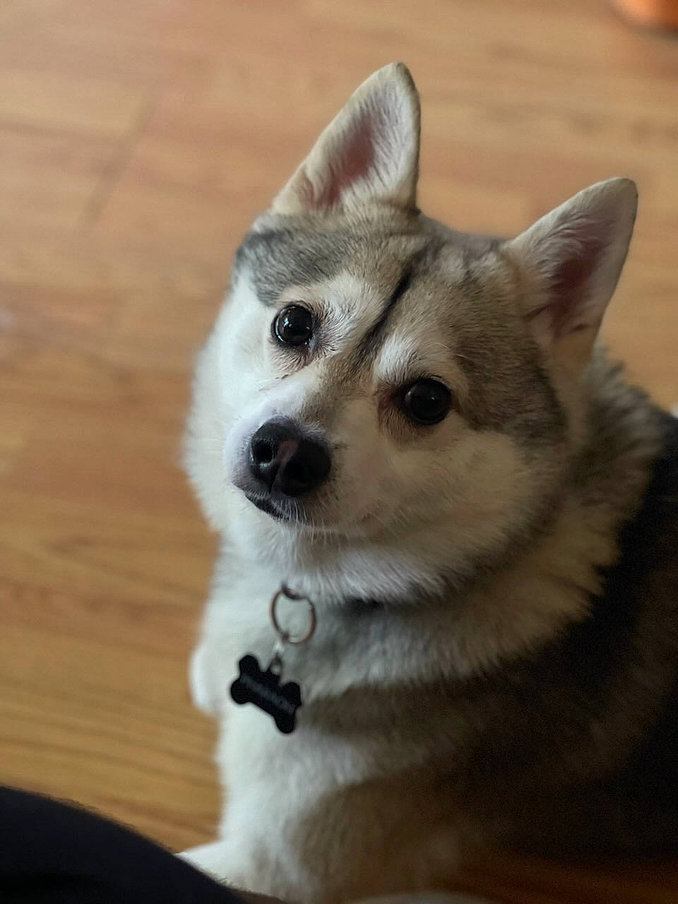 Pharaoh joined the competition — help win amazing prizes! ancient_dog_breeds, canidae, canis, carnivore, collar, companion_dog, dog, dog_breed, fawn, fur, jaw, sled_dog, snout, sporting_group, terrestrial_animal, whiskers, wildlife, wolf, working_animal, working_dog