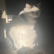 Papas joined the competition — help win amazing prizes! animal, calm, carpet, cat, cozy, curious, domestic_animal, feline, fluffy, fur, gray_cat, indoor, mysterious, pet, quiet, shadow, sitting, soft_light, tail, white_cat