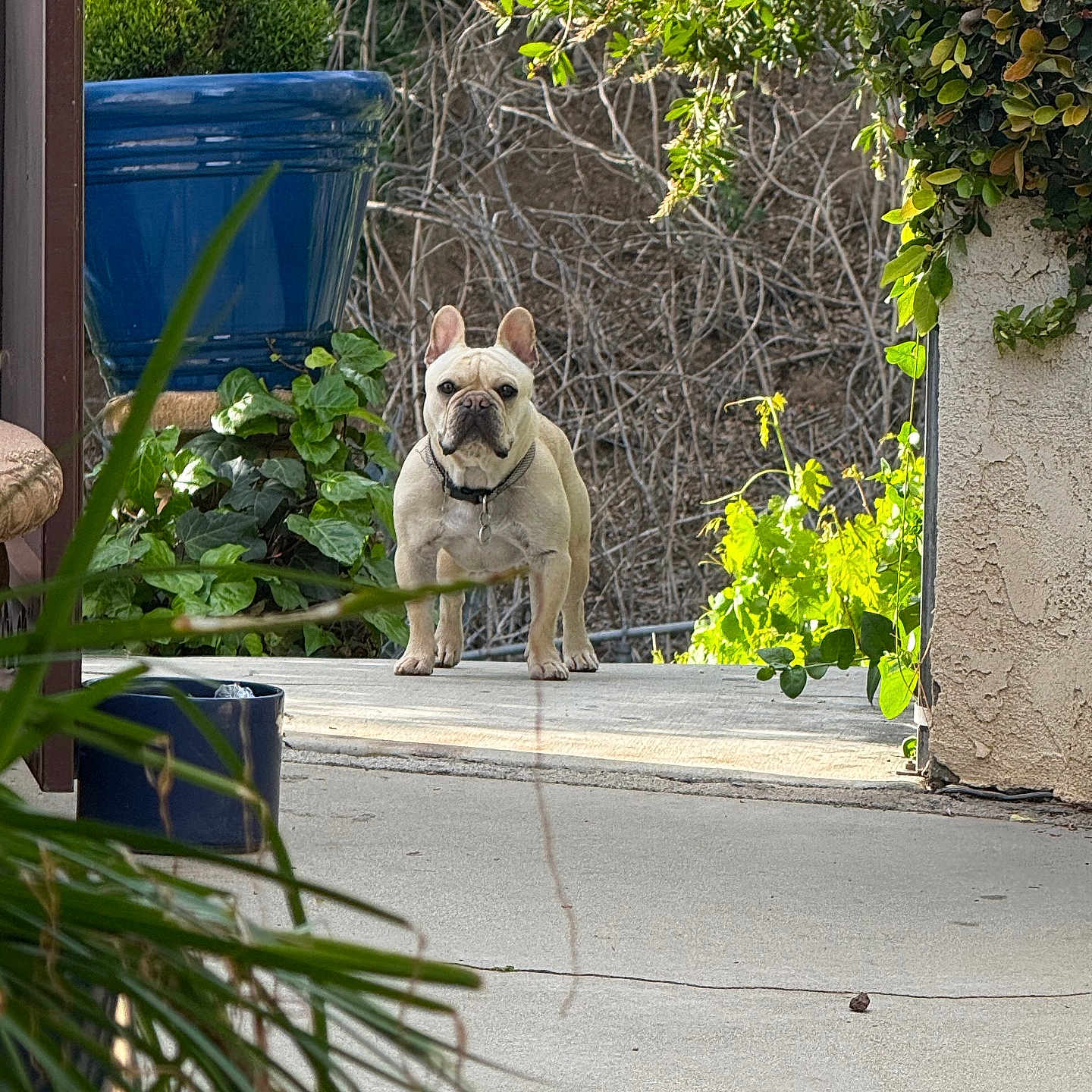 Moose joined the competition — help win amazing prizes! animal, bulldog, canine, city, dog, frenchbulldog, herbal, herbs, jar, leaf, pet, plant, planter, pottedplant, pottery, road, street, urban, vase, vegetation