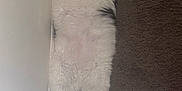 Kiki is registered to the contest to win money with this photo: animal, black, carpet, cat, cozy, cute, feline, fluffy, fur, home, indoor, looking_up, lying_down, paws, pet, relaxed, resting, wall, whiskers, white
