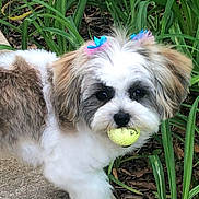 Baylee is registered to the contest to win money with this photo: dog, small_dog, fluffy, bow, yellow_ball, golf_ball, outdoor, plants, greenery, sidewalk, cute, pet, animal, fur, face, playful, toy, grass, nature, walking