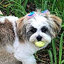 dog, small_dog, fluffy, bow, yellow_ball, golf_ball, outdoor, plants, greenery, sidewalk, cute, pet, animal, fur, face, playful, toy, grass, nature, walking