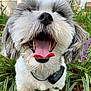 Baylee joined the competition — help win amazing prizes! dog, close_up, tongue_out, happy, pet, fur, collar, outdoor, greenery, flowers, tongue, mouth_open, playful, animal, cute, nature, smiling, canine, grass, leaf