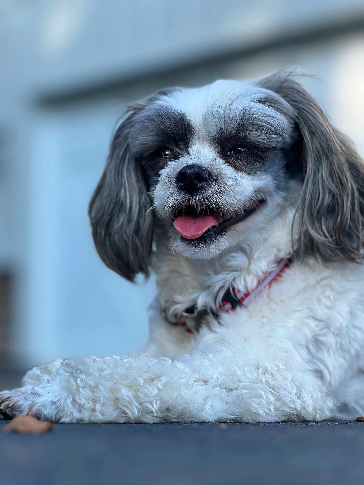 Baylee