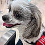 Baylee joined the competition — help win amazing prizes! dog, pet, close_up, fluffy, white_fur, gray_fur, tongue_out, harness, indoor, blurred_background, cute, animal, companion, friendly, small_dog, portrait, sitting, black_nose, happy, furry