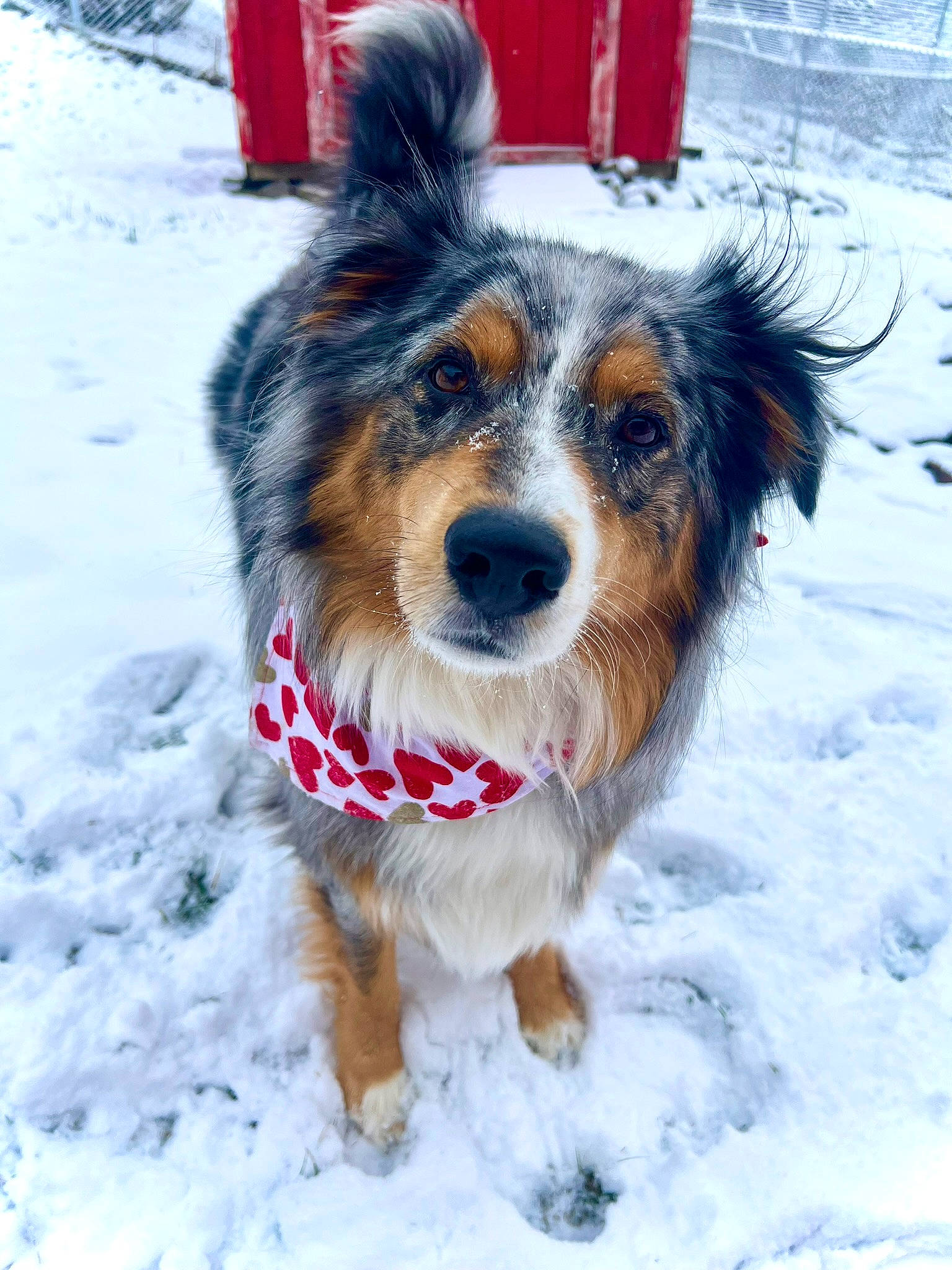 Otis joined the competition — help win amazing prizes! canidae, carnivore, collar, companion_dog, dog, dog_breed, dog_clothes, dog_collar, dog_supply, freezing, fur, herding_dog, pet_supply, recreation, snout, snow, sporting_group, whiskers, winter, working_animal