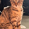 cat, kitten, tabby, orange_cat, striped_fur, sitting, portrait, indoors, kitchen, pet, animal, whiskers, ears, eyes, paws, fluffy, brown_fur, warm_lighting, tile_floor, cute