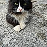 Chouquette a rejoint le concours — aidez-le/la à gagner de superbes lots ! cat, black_and_white, fluffy, longhaired, tuxedo_cat, green_eyes, pink_nose, whiskers, paws, sitting, outdoor, pavement, gravel, closeup, animal_portrait, pet, alert, centered, natural_light, portrait