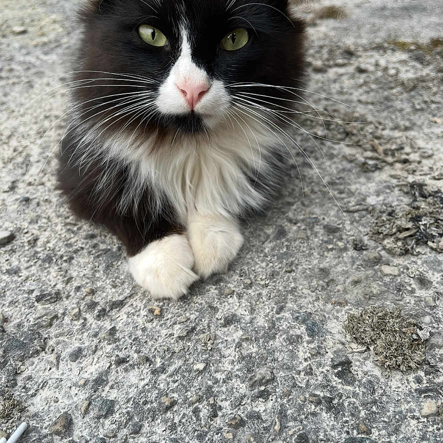 Chouquette