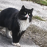 Chouquette participe au concours pour gagner de l'argent avec cette photo : cat, tuxedo_cat, black_and_white, long_hair, fluffy, animal, pet, standing, outdoor, gravel, path, grass, greenery, whiskers, ears, eyes, paws, fur, portrait, nature