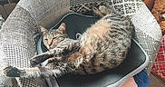 Vicky a rejoint le concours — aidez-le/la à gagner de superbes lots ! cat, tabby, pet, sleeping, relaxed, sprawled, chair, cushion, blanket, fabric, upholstery, indoor, home, sunlight, window, radiator, tile_floor, striped_fur, curled_tail, cozy