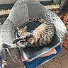 cat, tabby, pet, sleeping, relaxed, sprawled, chair, cushion, blanket, fabric, upholstery, indoor, home, sunlight, window, radiator, tile_floor, striped_fur, curled_tail, cozy