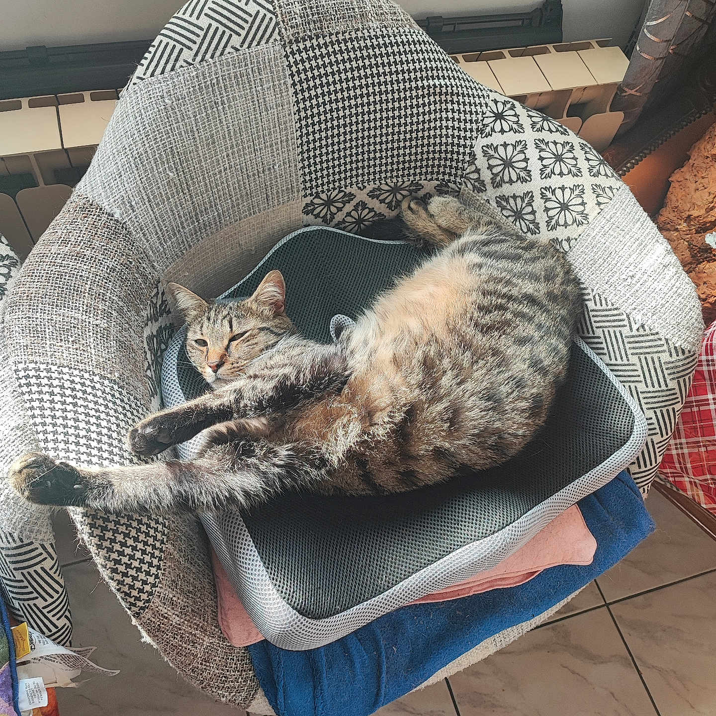 Vicky a rejoint le concours — aidez-le/la à gagner de superbes lots ! cat, tabby, pet, sleeping, relaxed, sprawled, chair, cushion, blanket, fabric, upholstery, indoor, home, sunlight, window, radiator, tile_floor, striped_fur, curled_tail, cozy