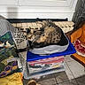 Vicky participe au concours pour gagner de l'argent avec cette photo : cat, tabby, pet, feline, animal, lying_down, curled_up, relaxed, wide_eyed, fur, striped_fur, whiskers, indoors, window, radiator, pet_carrier, storage_boxes, chair, blanket, tiled_floor