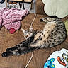 Vicky participe au concours pour gagner de l'argent avec cette photo : cat, tabby_cat, pet, animal, lying_down, stretching, relaxed, couch, sofa, cushion, blanket, pink_blanket, cartoon_blanket, living_room, indoor, furniture, whiskers, striped_fur, green_eyes, cozy