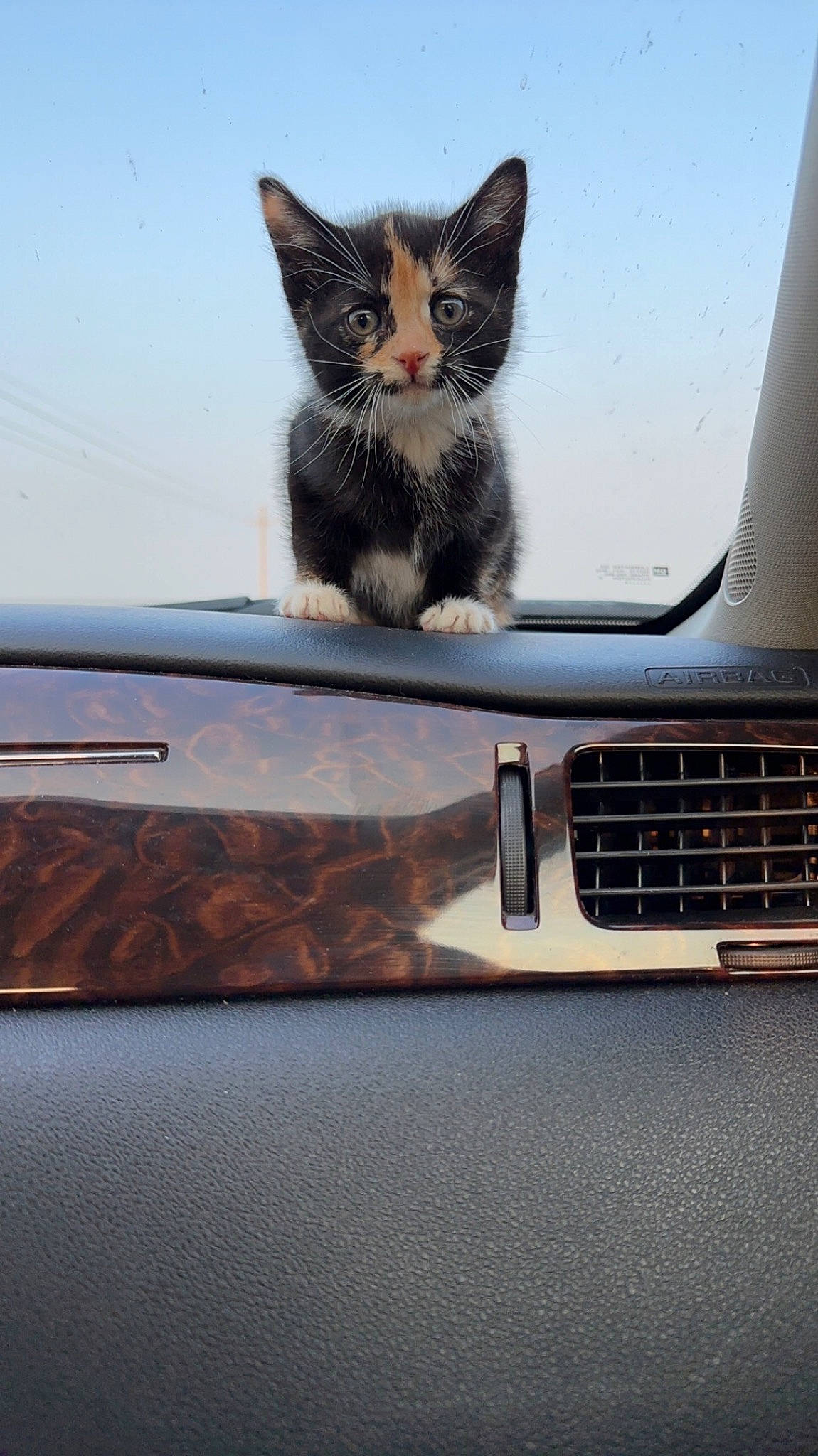 Harley joined the competition — help win amazing prizes! auto_part, automotive_design, automotive_exterior, automotive_lighting, automotive_tire, bumper, carnivore, cat, felidae, fender, grille, hood, motor_vehicle, rim, sky, small_to_medium_sized_cats, snout, vehicle_door, whiskers, window
