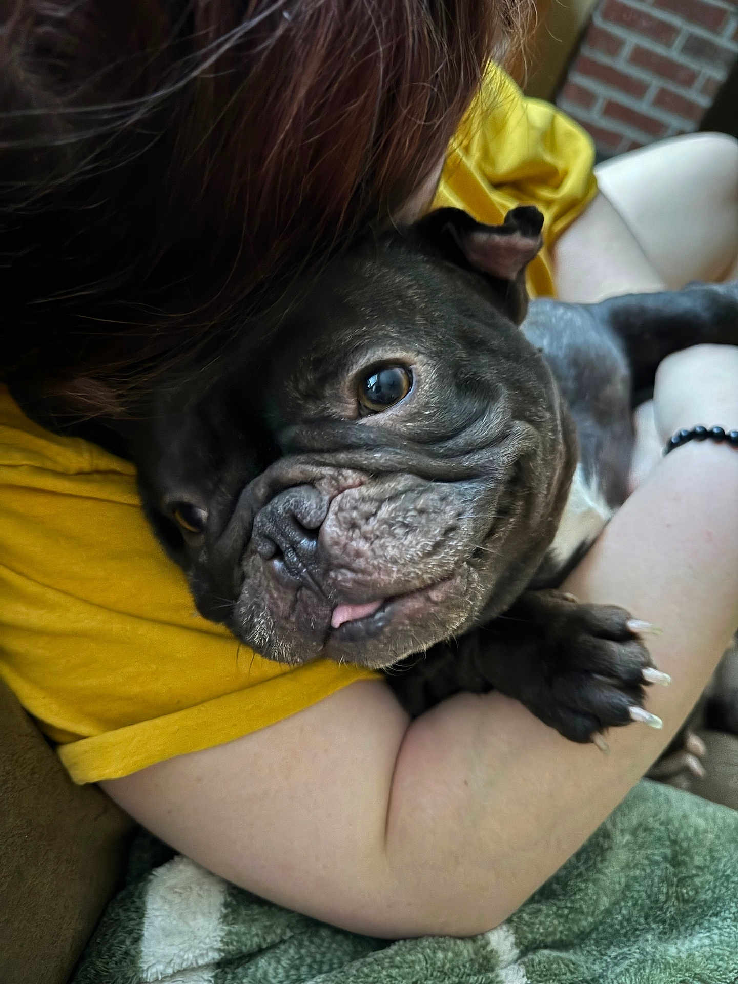 Cookie is registered to the contest to win money with this photo: dog, pet, wrinkles, snuggle, hug, yellow_shirt, arm, person, close_up, indoor, comfort, couch, blanket, nail, fur, face, expression, cozy, resting, companion