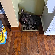 Cookie is registered to the contest to win money with this photo: dog, french_bulldog, floor, vent, wooden_floor, corner, indoor, pet, looking_up, black_dog, floor_grate, home, furniture, cabinet, box, brown, small_dog, ears, sitting, curious
