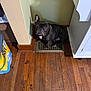 dog, french_bulldog, floor, vent, wooden_floor, corner, indoor, pet, looking_up, black_dog, floor_grate, home, furniture, cabinet, box, brown, small_dog, ears, sitting, curious