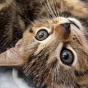 Akuna participe au concours pour gagner de l'argent avec cette photo : animal, blanket, cat, closeup, curious, cute, eyes, face, feline, fur, indoor, kitten, laying, mammal, pet, portrait, soft, tabby, whiskers, young