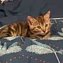 Akuna a rejoint le concours — aidez-le/la à gagner de superbes lots ! animal, bed, blanket, cat, comfort, cozy, cute, domestic, feline, fur, indoor, kitten, lying_down, pattern, pet, relaxed, resting, small, tabby, young