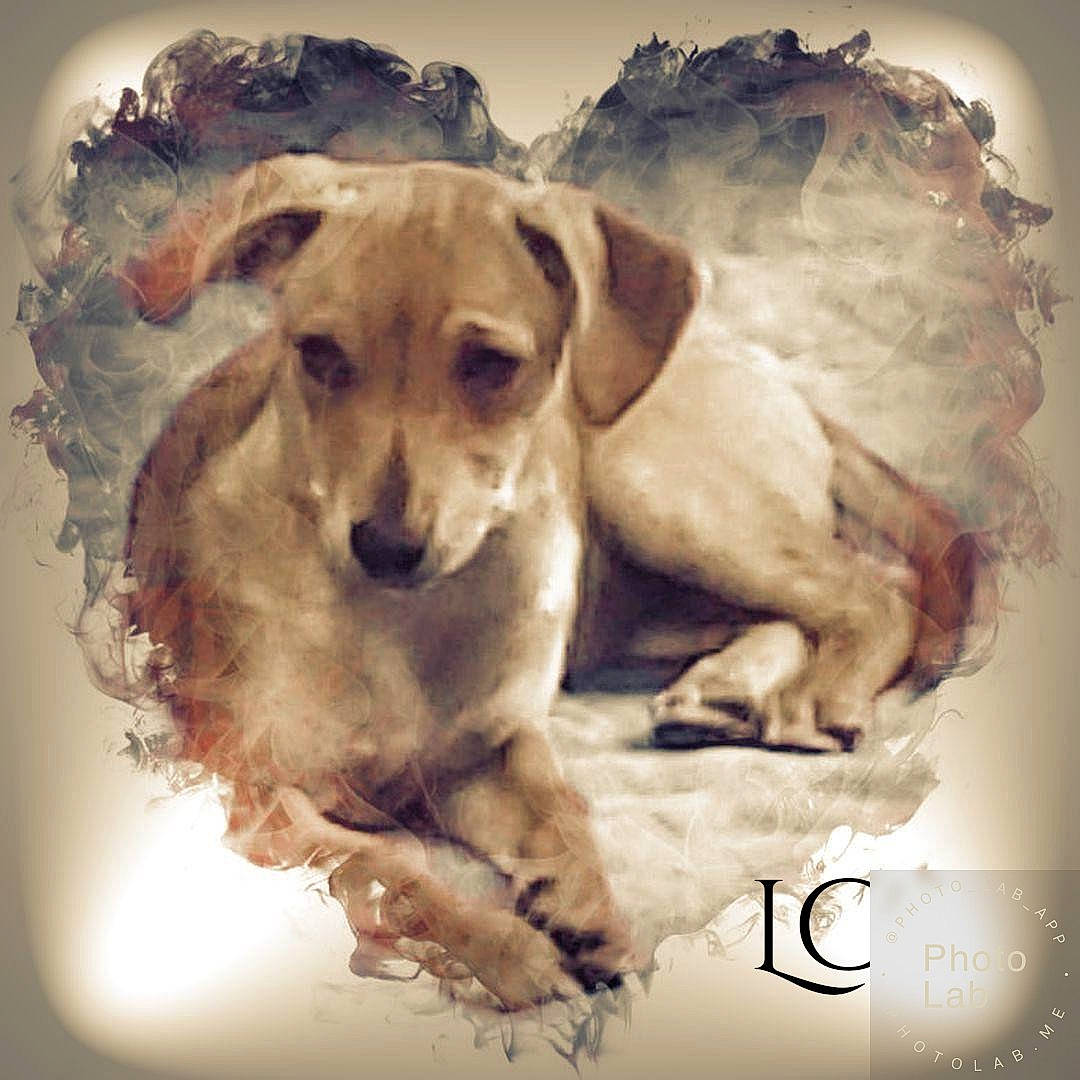 Doly participe au concours pour gagner de l'argent avec cette photo : canidae, carnivore, companion_dog, dachshund, dog, dog_breed, illustration, painting, puppy, watercolor_paint