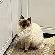 Blue is registered to the contest to win money with this photo: cat, blue_eyes, fluffy, long_hair, indoor, kitchen, rug, white_cabinets, wooden_floor, pet, animal, sitting, domestic_cat, feline, calm, curious, fur, whiskers, tail, portrait