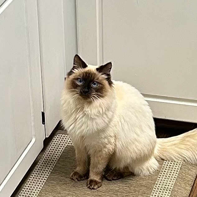 Blue is registered to the contest to win money with this photo: cat, blue_eyes, fluffy, long_hair, indoor, kitchen, rug, white_cabinets, wooden_floor, pet, animal, sitting, domestic_cat, feline, calm, curious, fur, whiskers, tail, portrait