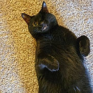 Benson joined the competition — help win amazing prizes! black_cat, cat, pet, one_eye, lying_down, carpet, furry, relaxed, cute, indoor, animal, whiskers, paws, fur, mammal, playful, one_eyed_cat, domestic_cat, resting, cozy