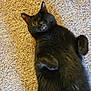 black_cat, cat, pet, one_eye, lying_down, carpet, furry, relaxed, cute, indoor, animal, whiskers, paws, fur, mammal, playful, one_eyed_cat, domestic_cat, resting, cozy