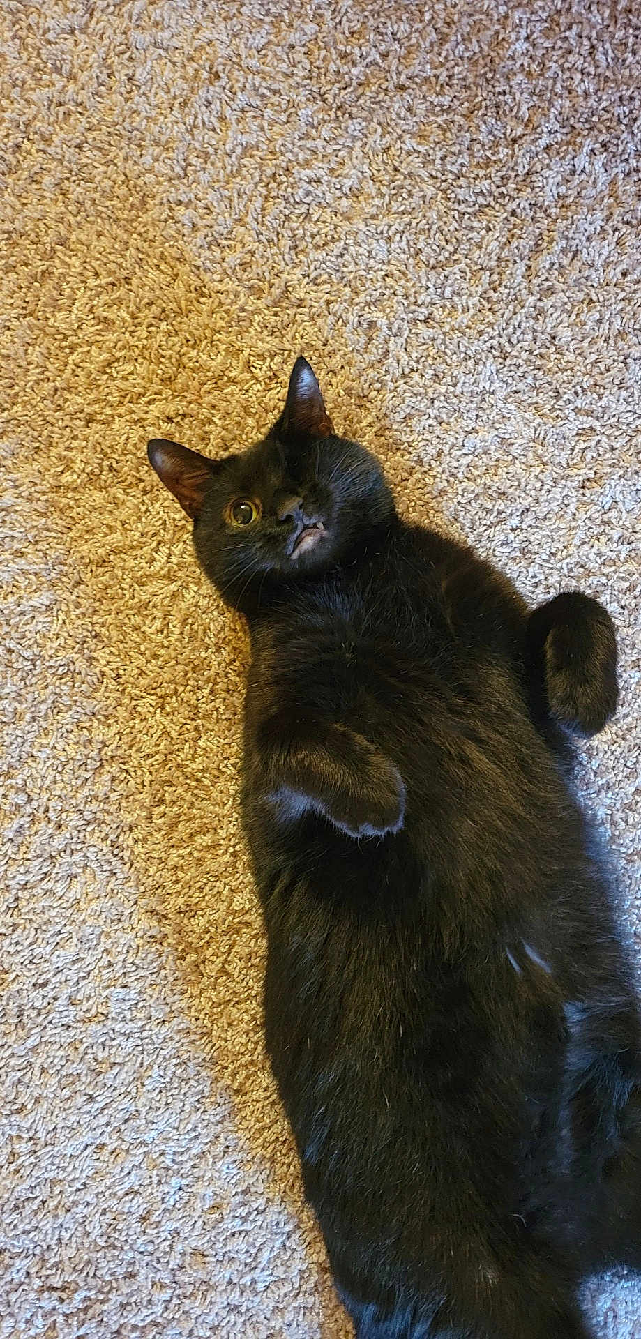 Benson joined the competition — help win amazing prizes! black_cat, cat, pet, one_eye, lying_down, carpet, furry, relaxed, cute, indoor, animal, whiskers, paws, fur, mammal, playful, one_eyed_cat, domestic_cat, resting, cozy