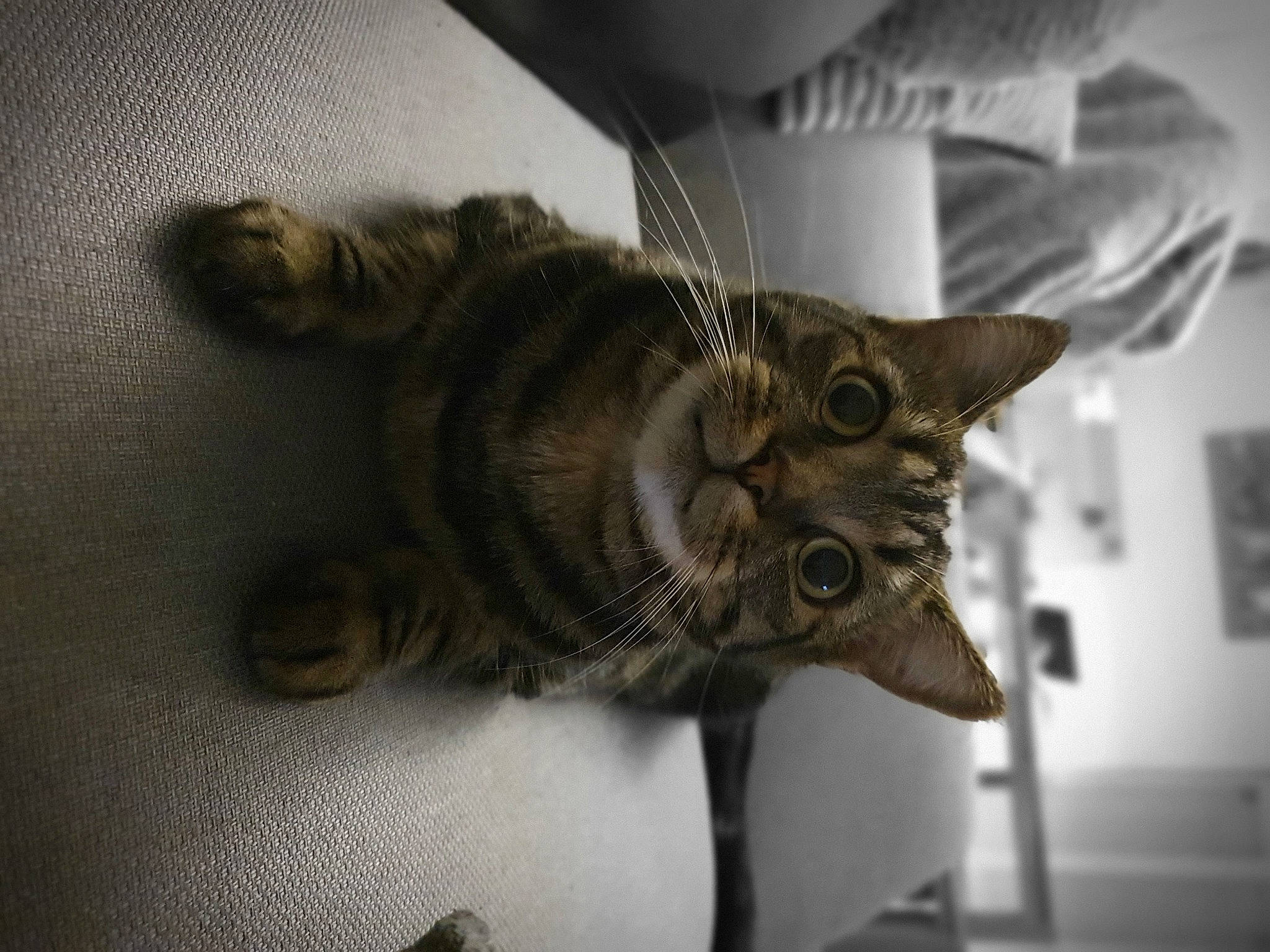 Tchoupi participe au concours pour gagner de l'argent avec cette photo : carnivore, cat, claw, comfort, domestic_short_haired_cat, eye, felidae, flooring, fur, grey, head, jaw, metal, paw, small_to_medium_sized_cats, snout, tail, whiskers, wildlife, wood