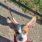 Judy joined the competition — help win amazing prizes! animal, brown, concrete, cute, daylight, dog, ears, feet, flip_flops, grass, harness, leash, outdoor, pet, shadow, sidewalk, small_dog, sunlight, walking, white