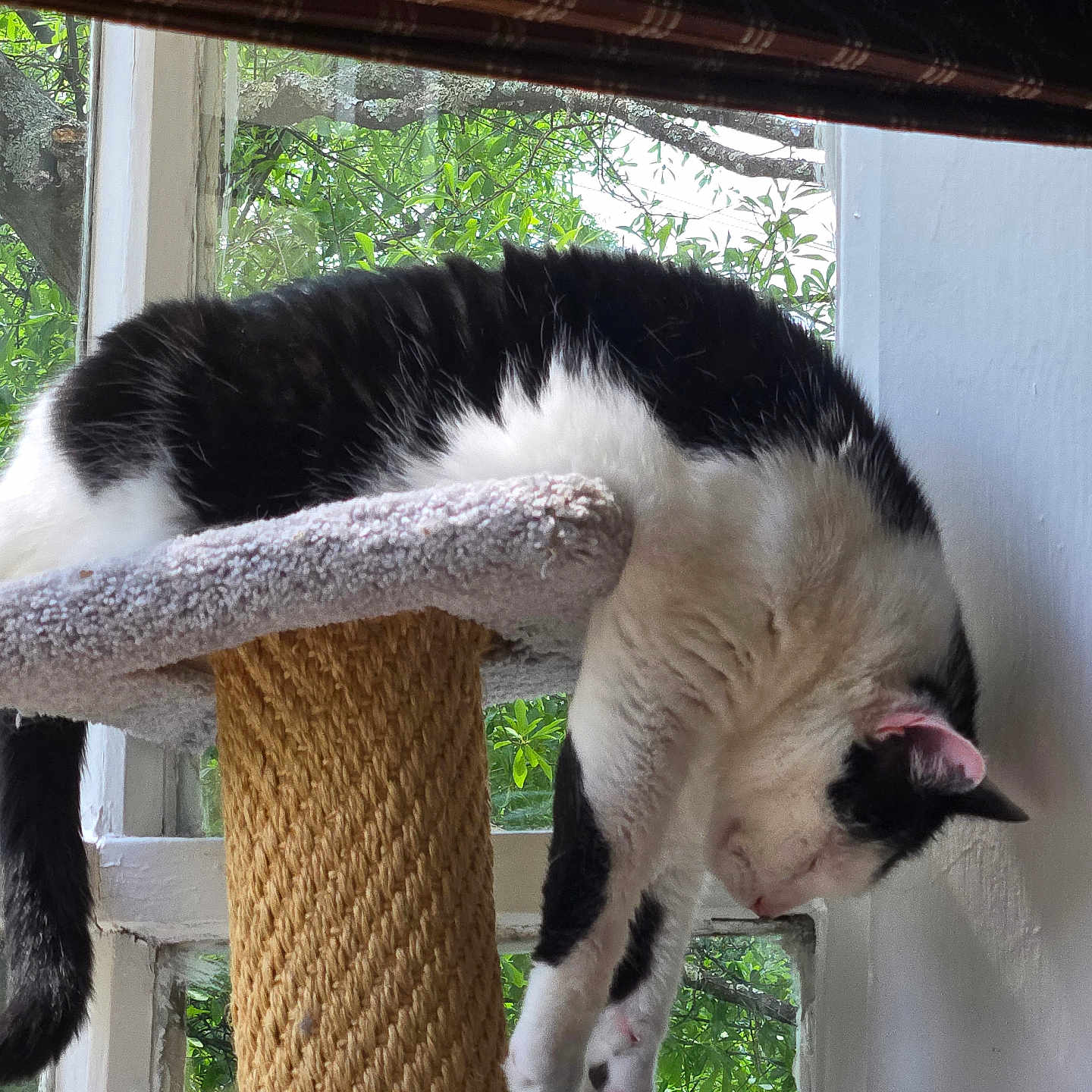 Max And Tank joined the competition — help win amazing prizes! animal, black_and_white, cat, cat_tree, cozy, curtain, daylight, feline, fur, hanging, home, houseplant, indoor, paw, pet, plant, relaxing, resting, sleepy, window