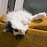 cat, fluffy, white_cat, black_markings, upside_down, couch, mustard_yellow, indoor, pet, whiskers, relaxed, furniture, cozy, curious, animal, cute, soft, home, texture, resting