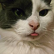 Esther is registered to the contest to win money with this photo: cat, close_up, fur, green_eyes, pink_nose, tongue_out, whiskers, pet, animal, cute, adorable, face, fluffy, domestic_cat, mammal, portrait, indoor, black_and_white, feline, funny_expression