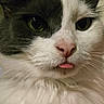 cat, close_up, fur, green_eyes, pink_nose, tongue_out, whiskers, pet, animal, cute, adorable, face, fluffy, domestic_cat, mammal, portrait, indoor, black_and_white, feline, funny_expression