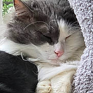 Esther joined the competition — help win amazing prizes! animal, blanket, cat, close_up, cozy, cute, fluffy, fur, gray, greenery, indoors, paw, pet, relaxed, resting, sleeping, soft, whiskers, white, window