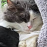 cat, sleeping, fluffy, gray, white, close_up, pet, animal, cozy, relaxed, fur, whiskers, paw, indoors, blanket, soft, window, greenery, resting, cute