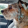 Sandy is registered to the contest to win money with this photo: animal, brown, canine, car, close_up, dog, domestic_animal, fur, interior, looking, mammal, natural_light, pet, seat, seat_cover, side_profile, transportation, whiskers, white, window